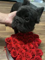 Dark, a male French Bulldog for sale in Turlock, CA – 4 of 4