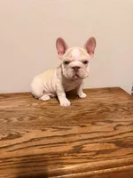 Pink, a female French Bulldog for sale in Turlock, CA – Photo 2 of 3