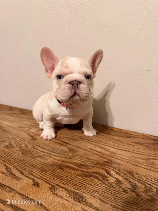 Pink, a female French Bulldog for sale in Turlock, CA – Photo 1 of 3