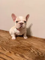 Pink, a female French Bulldog for sale in Turlock, CA – Photo 1 of 3