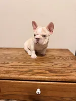 Pink, a female French Bulldog for sale in Turlock, CA – Photo 3 of 3