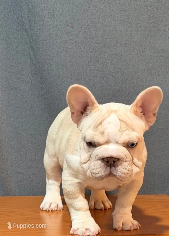 Chickis – French Bulldog puppy for sale in Turlock, CA