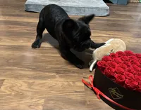 Dark, a male French Bulldog for sale in Turlock, CA – 2 of 4