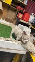 Teddy, a male French Bulldog for sale in Turlock, CA – 3 of 5