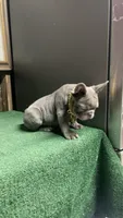 Rex, a male French Bulldog for sale in Turlock, CA – 2 of 3