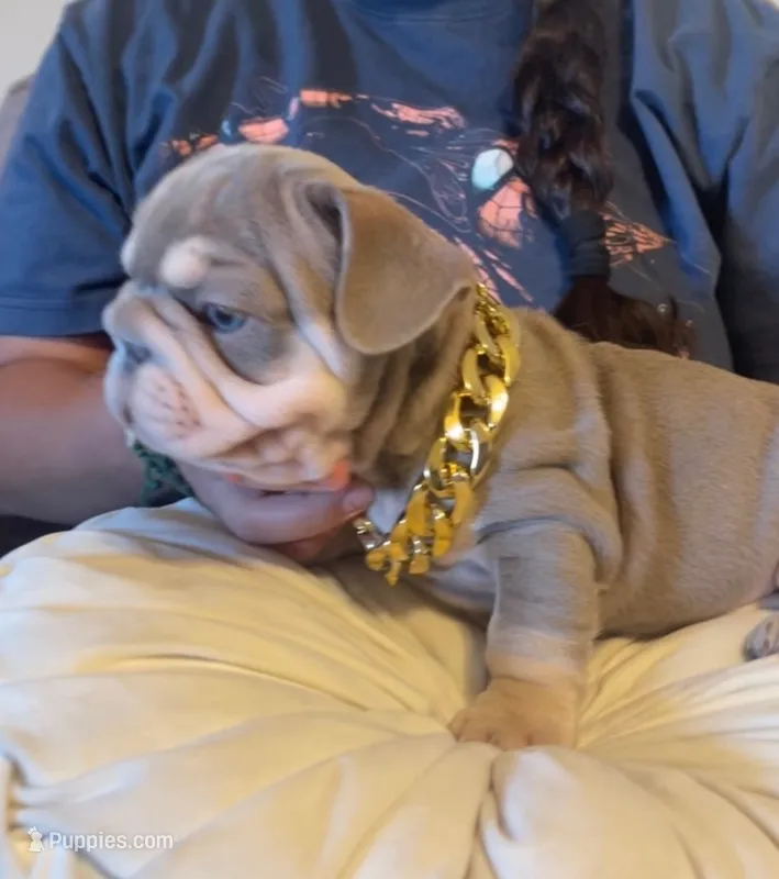 Gucci – French Bulldog puppy for sale in Turlock, CA