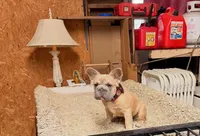 Fresa, a female French Bulldog for sale in Turlock, CA – 2 of 3