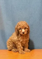 Red mini poodle, a male Poodle - Miniature  for sale in Turlock, CA – 3 of 4