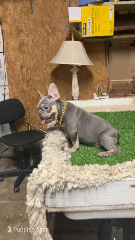 Rocky – French Bulldog puppy for sale in Turlock, CA