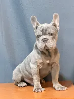 Mufasa Junior, a male French Bulldog for sale in Turlock, CA – 1 of 2