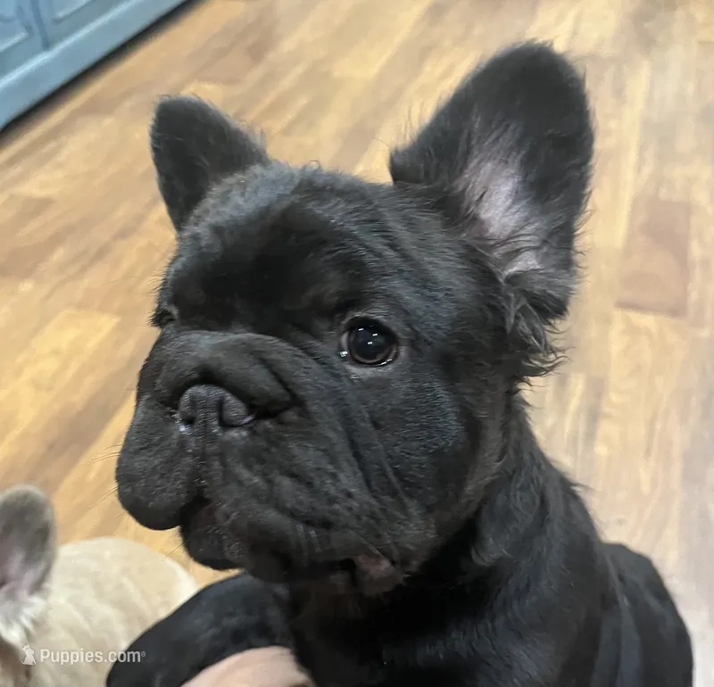 Dark – French Bulldog puppy for sale in Turlock, CA