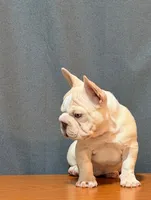 Chickis, a female French Bulldog for sale in Turlock, CA – 2 of 3