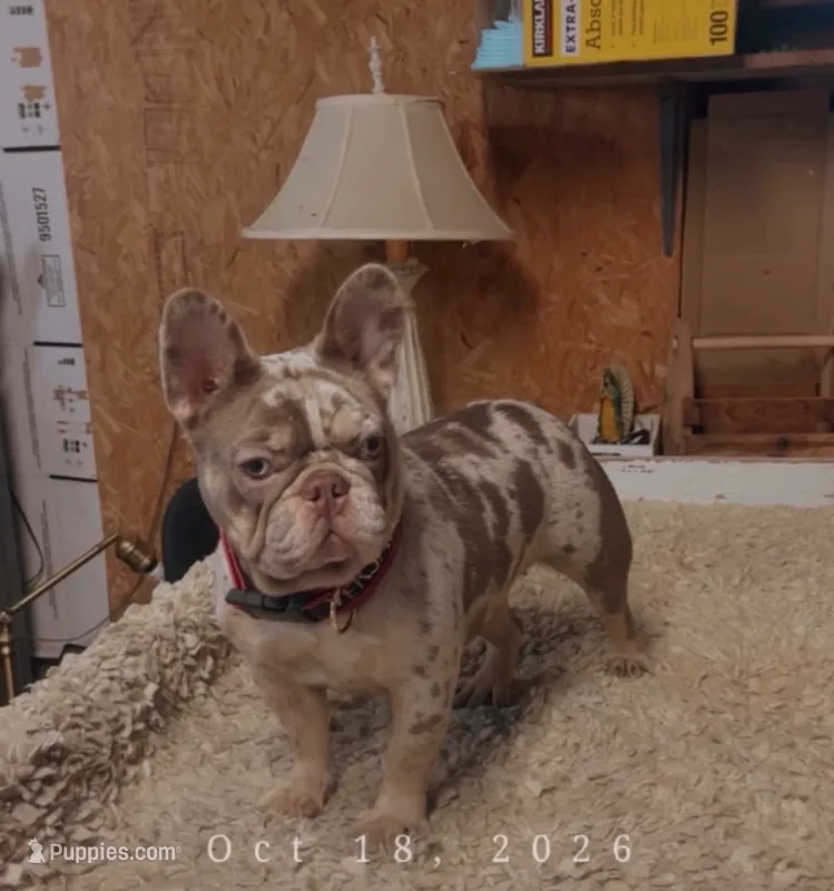 Purple  – French Bulldog puppy for sale in Turlock, CA