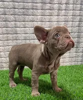 Cherry, a female French Bulldog for sale in Turlock, CA – Photo 2 of 3