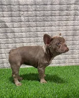 Cherry, a female French Bulldog for sale in Turlock, CA – Photo 3 of 3