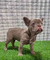 Cherry, a female French Bulldog for sale in Turlock, CA – Photo 1 of 3
