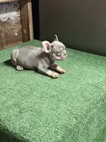 Grey, a male French Bulldog for sale in Turlock, CA – 2 of 2