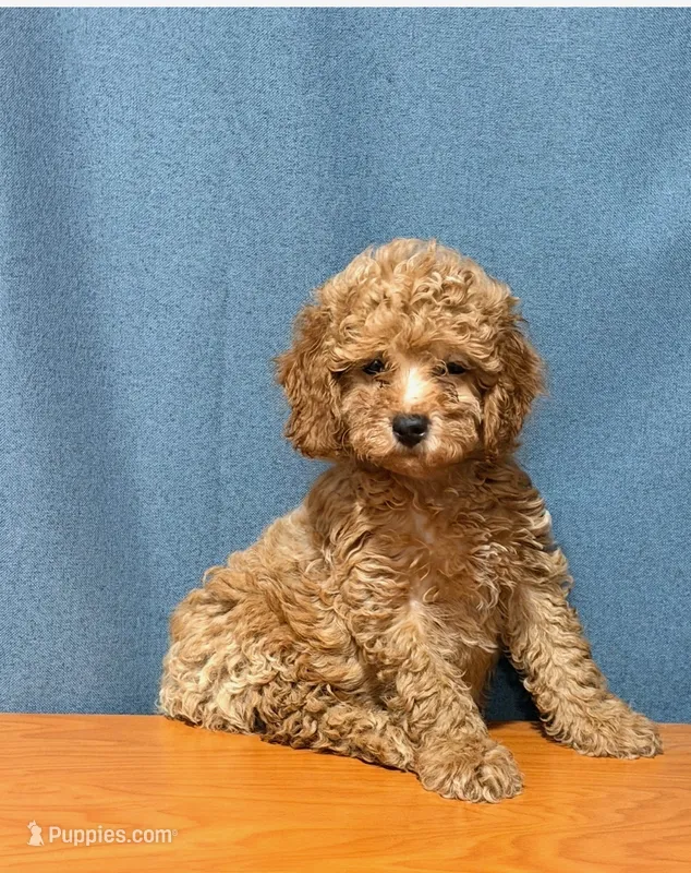 Red mini poodle – Poodle - Miniature  puppy for sale in Turlock, CA