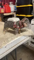 Strawberry, a female French Bulldog for sale in Turlock, CA – 2 of 5