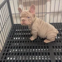 Nicholas, a male French Bulldog for sale in Turlock, CA – Photo 1 of 2