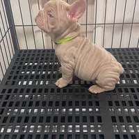 Nicholas, a male French Bulldog for sale in Turlock, CA – Photo 2 of 2