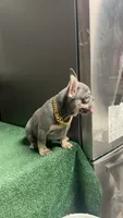 Rocky, a male French Bulldog for sale in Turlock, CA – 2 of 3