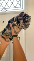 Oreo, a female French Bulldog for sale in Turlock, CA – 1 of 3