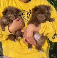 Red, a male Pomeranian for sale in Turlock, CA – Photo 1 of 4