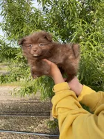 Red, a male Pomeranian for sale in Turlock, CA – Photo 4 of 4