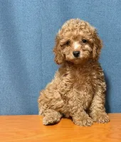 Red mini poodle, a male Poodle - Miniature  for sale in Turlock, CA – 3 of 3