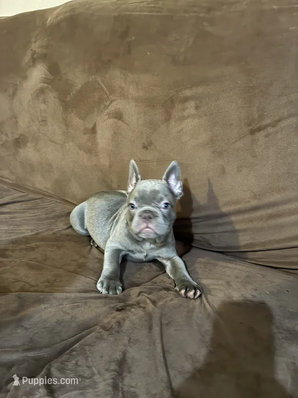 Rex – French Bulldog puppy for sale in Turlock, CA