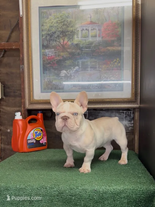Chickis  – French Bulldog puppy for sale in Turlock, CA