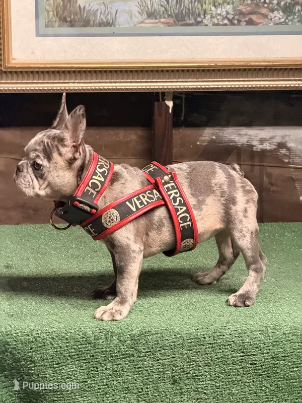 Prada – French Bulldog puppy for sale in Turlock, CA