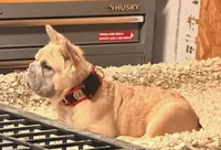Fresa, a female French Bulldog for sale in Turlock, CA – 3 of 3