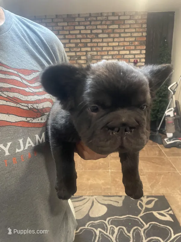 Chocolate – French Bulldog puppy for sale in Turlock, CA