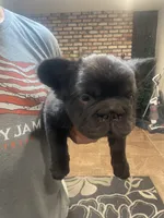Chocolate, a male French Bulldog for sale in Turlock, CA – Photo 1 of 2