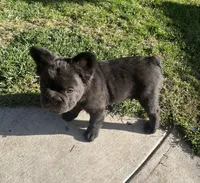 Chocolate, a male French Bulldog for sale in Turlock, CA – Photo 2 of 2