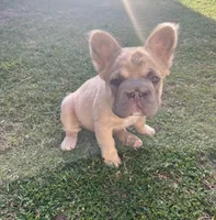 Strawberry, a female French Bulldog for sale in Turlock, CA – Photo 2 of 2