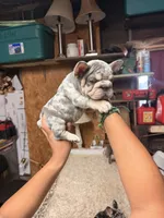 Honey, a female French Bulldog for sale in Turlock, CA – 2 of 3