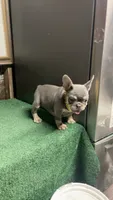 Rocky, a male French Bulldog for sale in Turlock, CA – 3 of 3