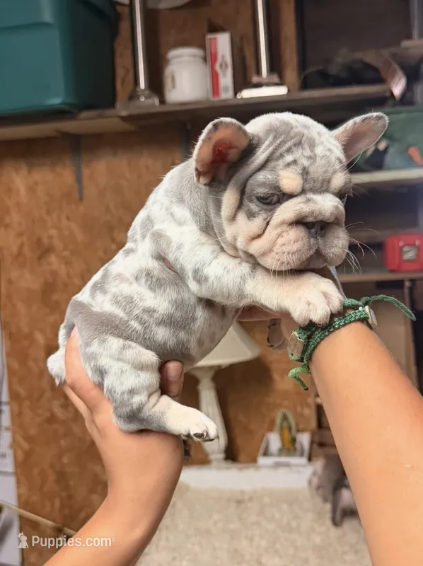 Honey – French Bulldog puppy for sale in Turlock, CA