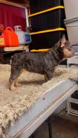 Strawberry, a female French Bulldog for sale in Turlock, CA – 5 of 5
