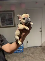 Los Chikis, a male French Bulldog for sale in Turlock, CA – Photo 5 of 6