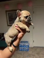 Los Chikis, a male French Bulldog for sale in Turlock, CA – Photo 6 of 6