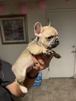 Los Chikis, a male French Bulldog for sale in Turlock, CA – Photo 4 of 6
