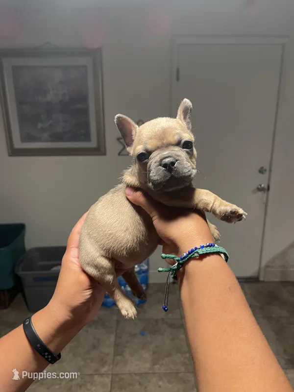 Los Chikis, a male French Bulldog for sale in Turlock, CA – Photo 1 of 6