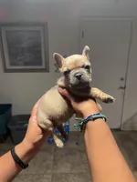 Los Chikis, a male French Bulldog for sale in Turlock, CA – Photo 1 of 6