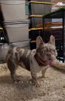 Purple , a female French Bulldog for sale in Turlock, CA – 3 of 3