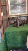 Mufaza, a male French Bulldog for sale in Turlock, CA – 2 of 2