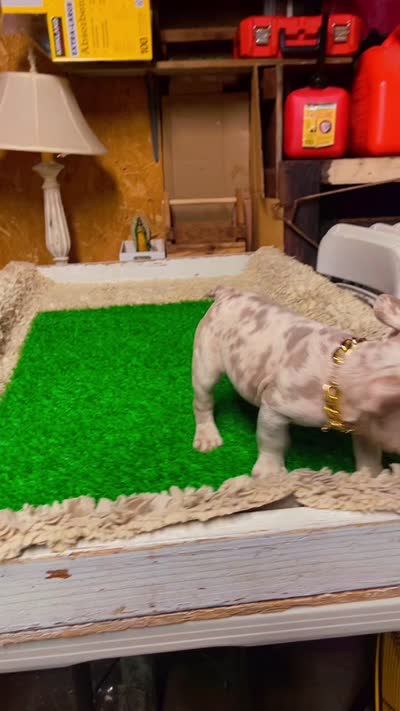 Teddy, a male French Bulldog for sale in Turlock, CA – 5 of 5
